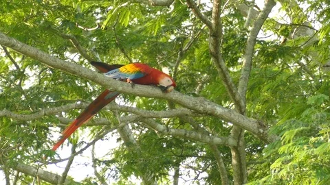 Beautiful red parrot using branch to rub to possibly scratch and groom - 24fps Stock Footage 104128006