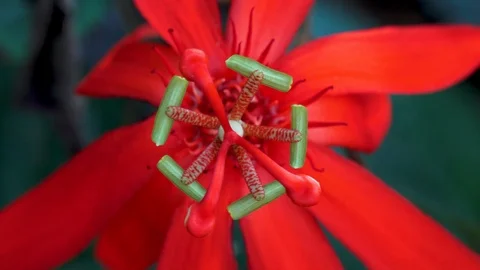 Beautiful red passiflora in the wild Stock Footage 107913095