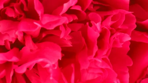 Beautiful red Peony background. Wedding backdrop, Valentine's Day concept. Stock Footage 160282901