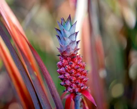 Beautiful Red Pineapple Stock Photos