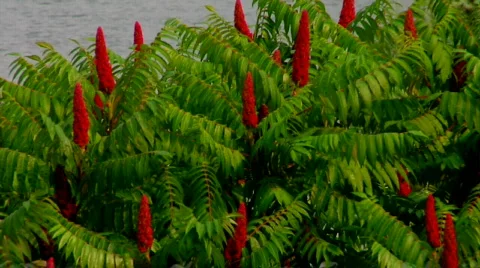 Beautiful Red Plants Stock Footage 313648
