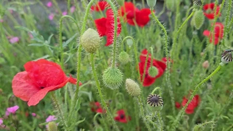 Beautiful red poppies, close up Stock Footage 249255705