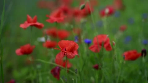 Beautiful Red Poppies In The Field. Foreground background re-composition Stock Footage