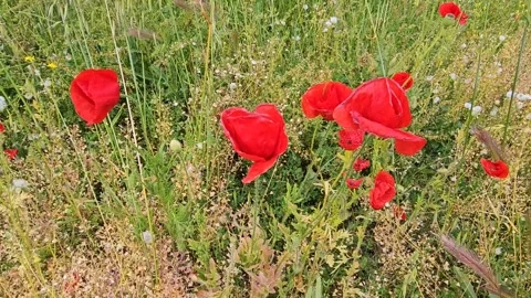 Beautiful red poppies Stock Footage 264581477