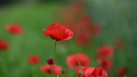 Beautiful Red Poppy and Bee. Amazing foreground Stock Footage