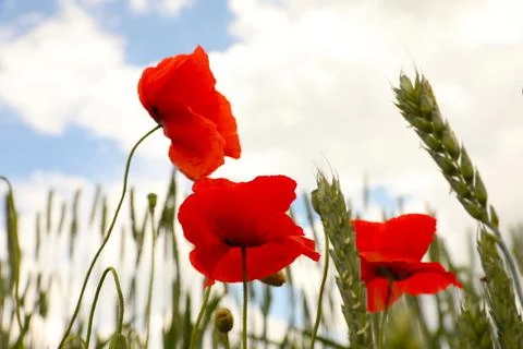 Beautiful red poppy flowers growing in field, closeup Stock Photos