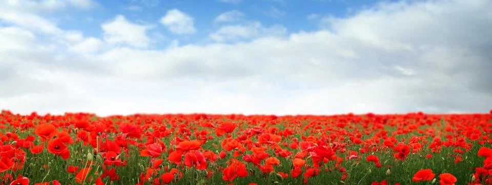 Beautiful red poppy flowers under blue sky with clouds, banner design Stock Photos