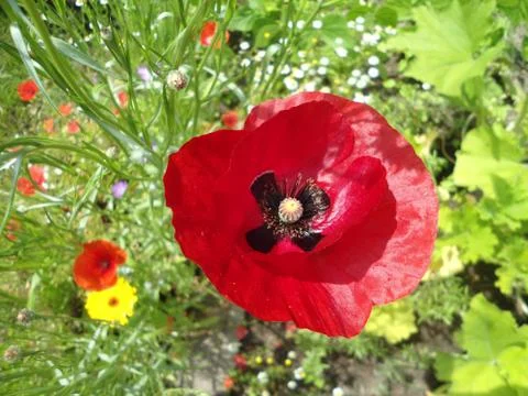 Beautiful red poppy in the sun Stock Photos