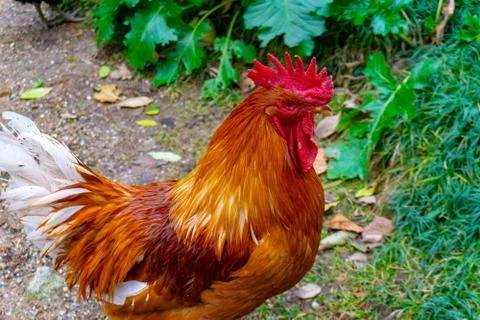 Beautiful Red Roaster 스톡 사진