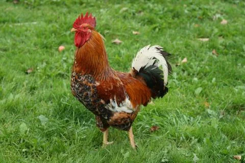 Beautiful red rooster close-up on a background of green grass Stock Photos