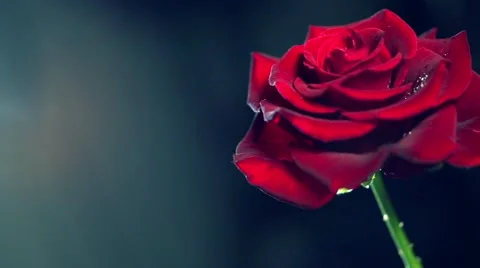 Beautiful red rose with big petals closeup. Beautiful big head of rose flower Stock Footage 50052011