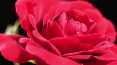 Beautiful red rose on a black background, macro shot. Stock Footage 133551371
