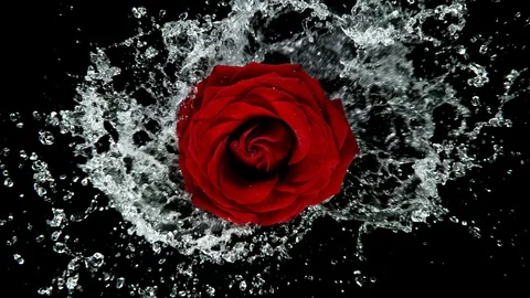 Beautiful red rose bloom rotation with w... | Stock Video | Pond5