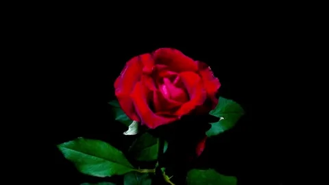 Beautiful red rose blooming in time lapse on black background Stock Footage 335038806