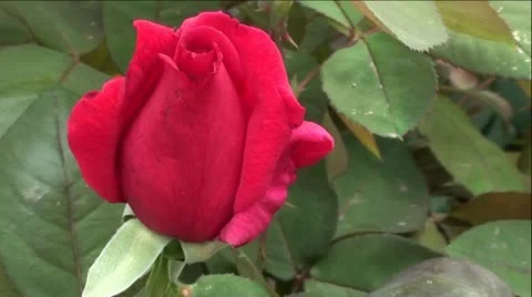 Beautiful Red Rose Bud Stock Footage 12382649