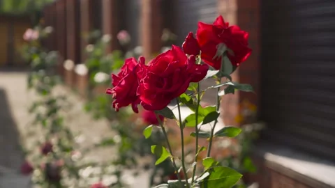 Beautiful red rose Bush red roses. Flowers in the garden. Stock Footage 166385366