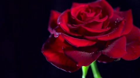 Beautiful red rose close up over black. Romantic. Love. Valentine's day Vídeo Stock 50051763