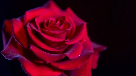 Beautiful red rose close up over black. Romantic. Love. Valentine's day Stock Footage 50052371