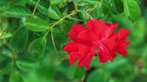 Beautiful red rose close-up slow moving in wind, green leaves on background Stock Footage 64139089