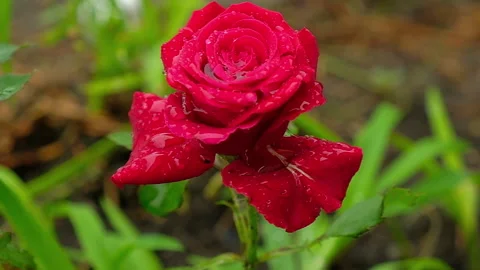 Beautiful red rose flower with dew drops close-up. Stock Footage 167978080