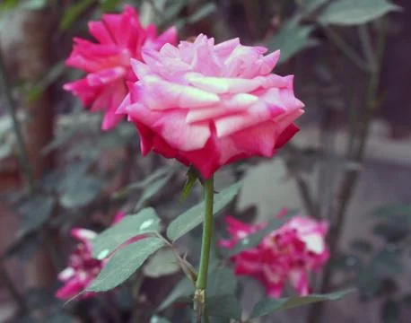 Beautiful Red Rose Flower Stock Photos