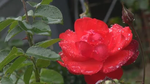 Beautiful red rose Stock Footage 8983128
