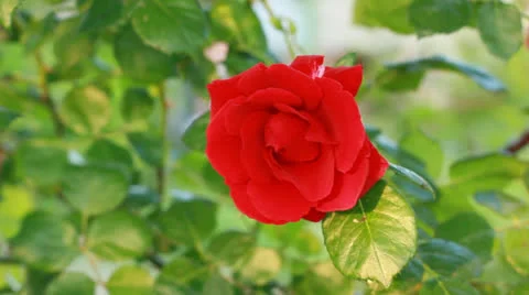 Beautiful red rose Video stock 23713005