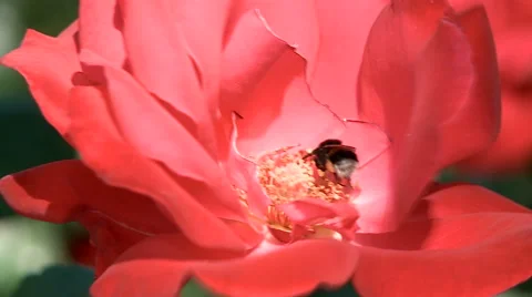 Beautiful red rose Stock Footage 68015914