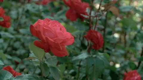 Beautiful red rose Stock Footage 68163486