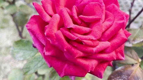 A beautiful red rose 스톡 동영상 220617310