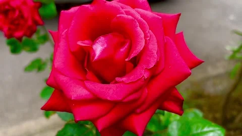 A beautiful red rose. 스톡 동영상 311618536