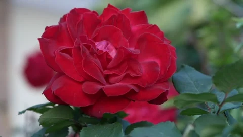 Beautiful red rose in full bloom glows in soft daylight. This romantic and Stock Footage 317720914