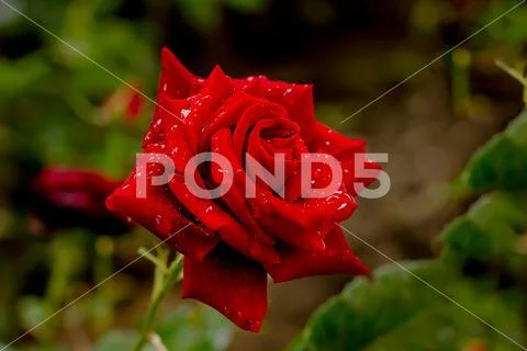 Beautiful red rose in the garden after rain with water drops on petals Stock Photos