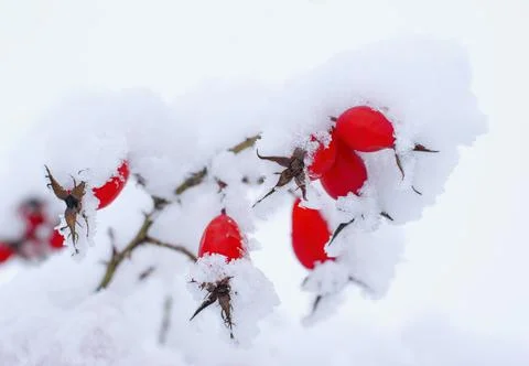 Beautiful red rose hips covered by snow Stock Photos