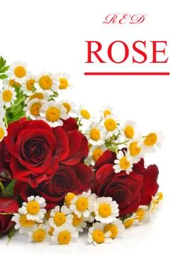 Beautiful red rose Illustrazione stock