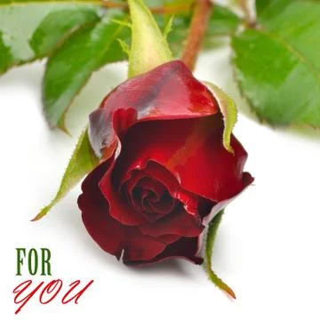 Beautiful red rose Illustrazione stock