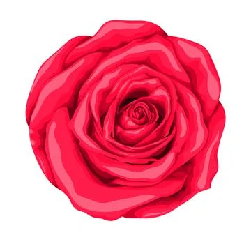 Beautiful red rose isolated on white background. Stock Illustration