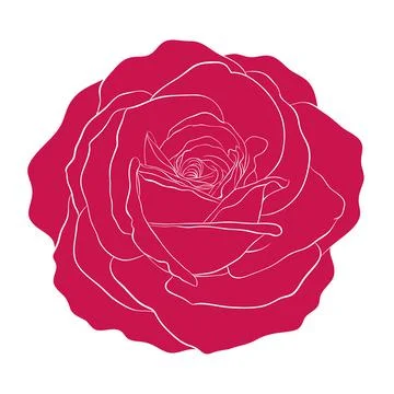Beautiful red rose isolated on white background. Stock Illustration