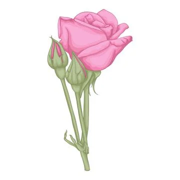 Beautiful red rose isolated on white background. Stock Illustration