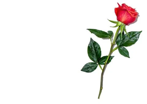 Beautiful red rose isolated on white background Stock Photos