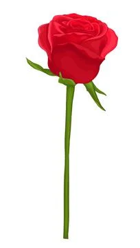 Beautiful red rose with long stem isolated on white. Stock Illustration