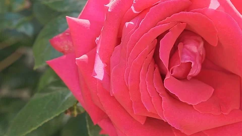 Beautiful red rose moving by wind Stock Footage 129505561