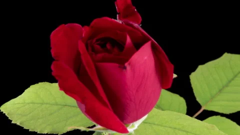 Beautiful red rose opening on black background, close-up. Wedding, Valentines Stock Footage 285021895