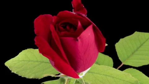 Beautiful red rose opening on black Day concept. Holiday, love, birthday design Stock Footage 285325417