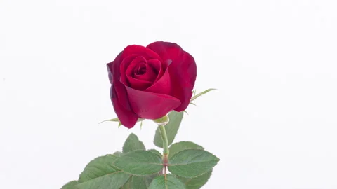 Beautiful red rose opening on white background, close-up. Wedding, Valentines Stock Footage 283338350