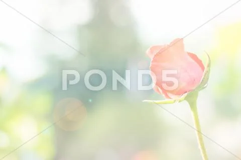 Beautiful Red Rose With Pastel Filter