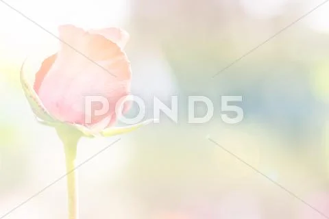 Beautiful Red Rose With Pastel Filter