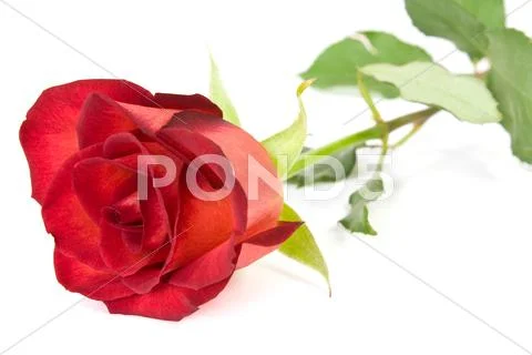Beautiful red rose Stock Photos