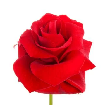 Beautiful red rose Stock Photos