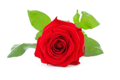Beautiful red rose Stock Photos